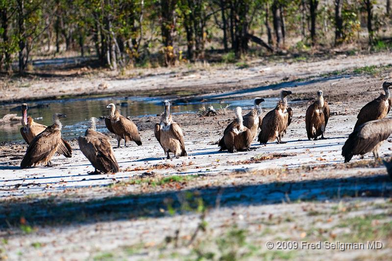 20090617_170619 D300 (2) X1.jpg - Vultures, Selinda Spillway, Botswana